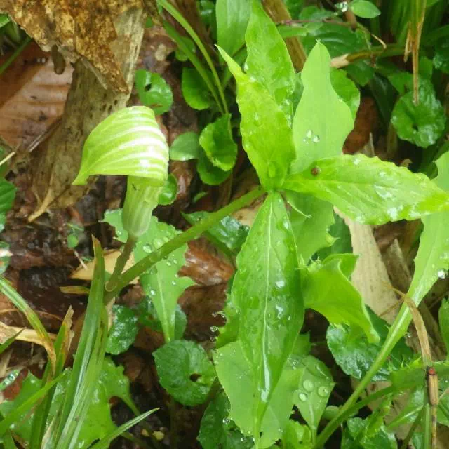 コウライテンナンショウ