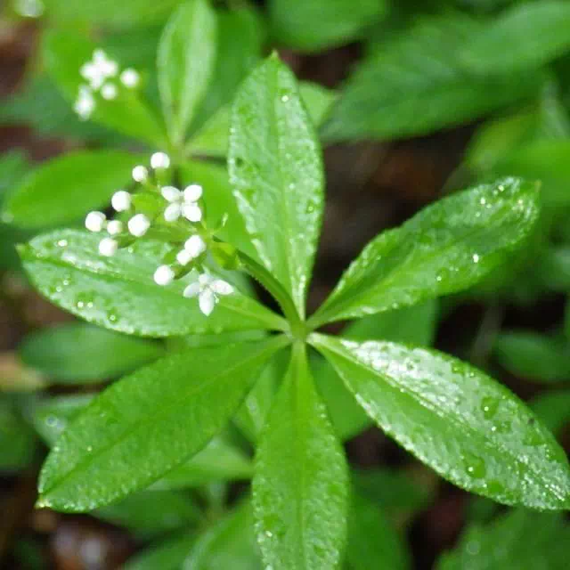 クルマムグラ クルマムグラ