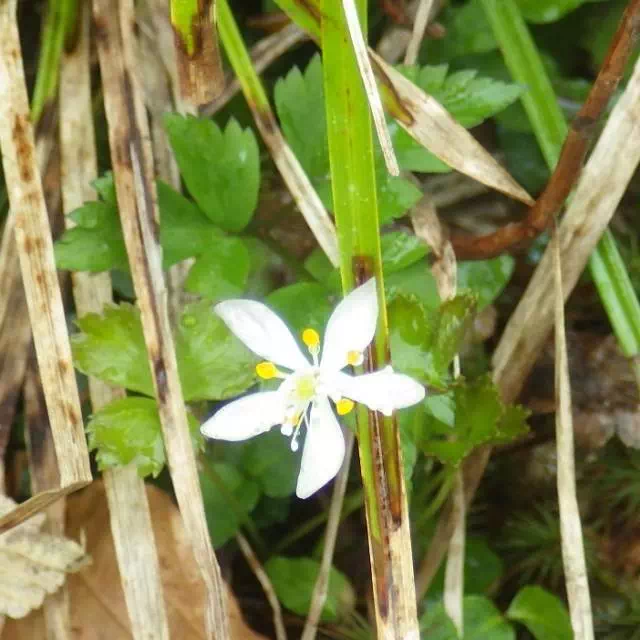 ミツバオウレン