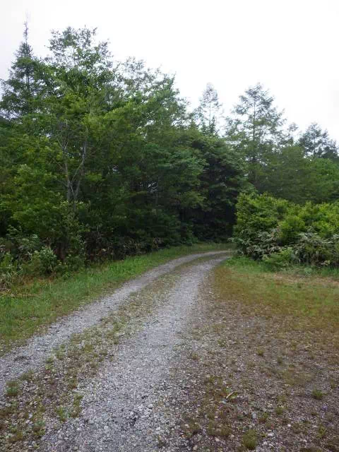 林道歩き 林道歩き