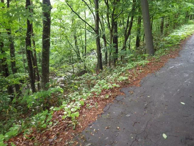 沢沿いの道 沢沿いの道