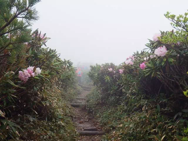 シャクナゲの道