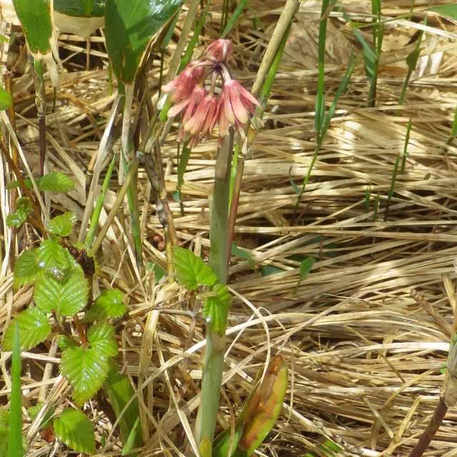 ショウジョウバカマ