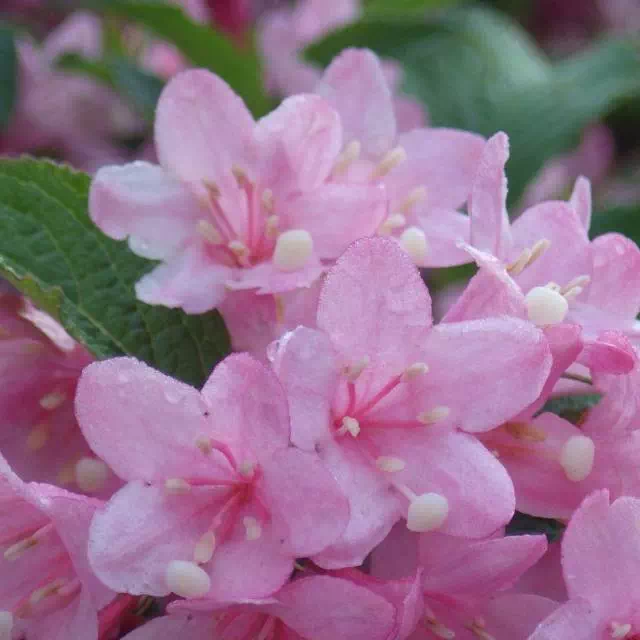 タニウツギ タニウツギ