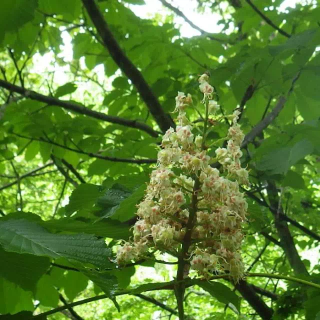 トチノキ トチノキ