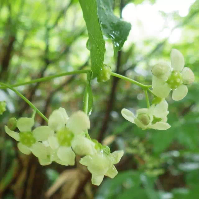 ツリバナ ツリバナ