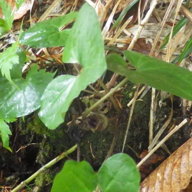 ウスバサイシン ウスバサイシン