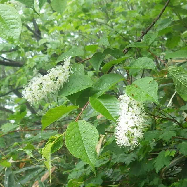 ウワミズザクラ