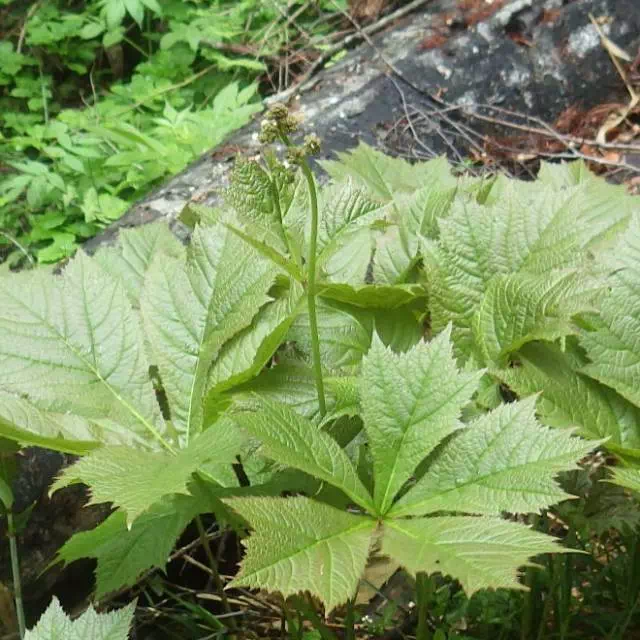 ヤグルマソウ ヤグルマソウ