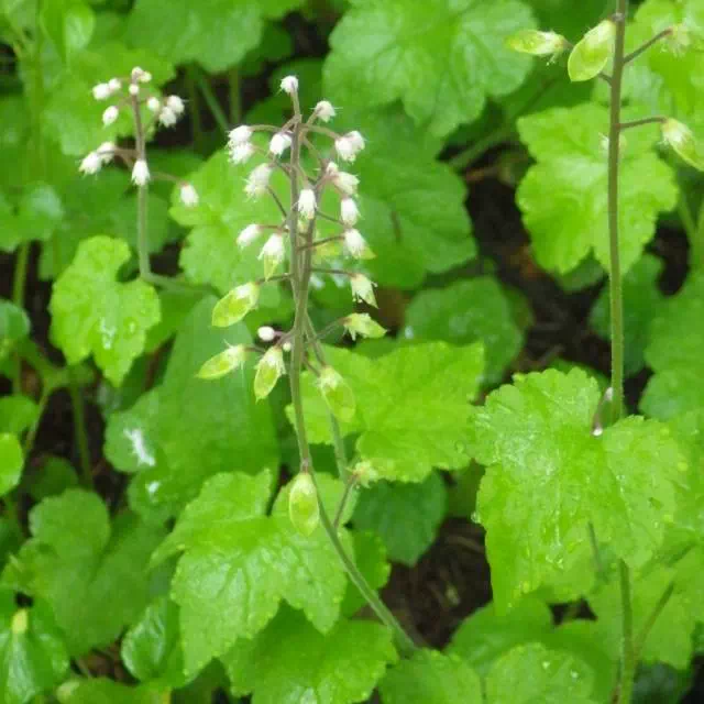 ズダヤクシュ ズダヤクシュ