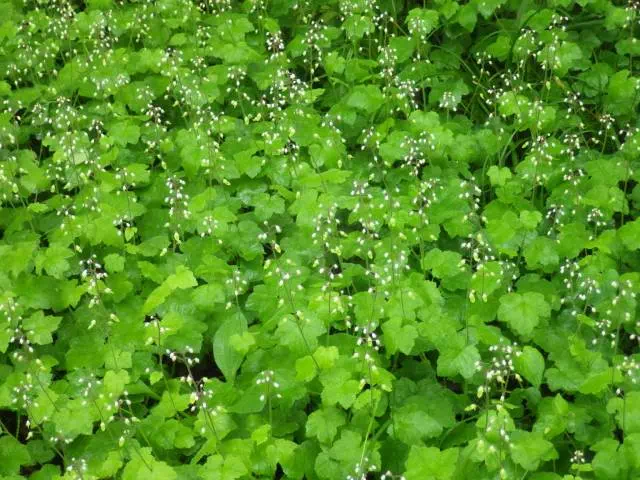 ズダヤクシュ群落 ズダヤクシュ群落