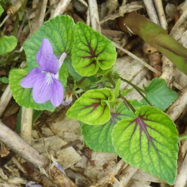 アカフタチツボスミレ