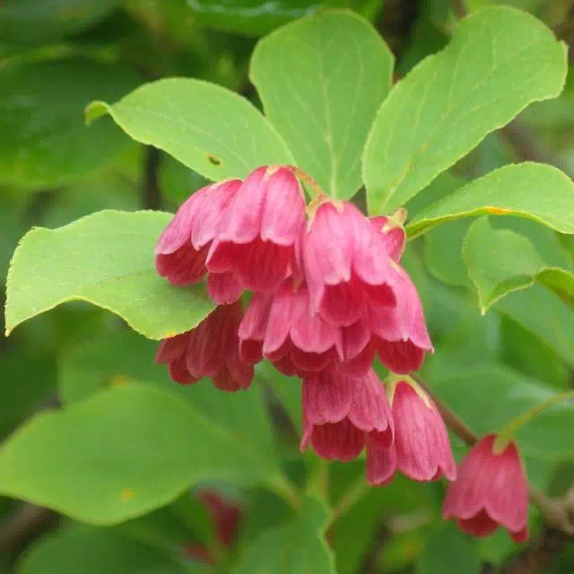 ベニサラサドウダン