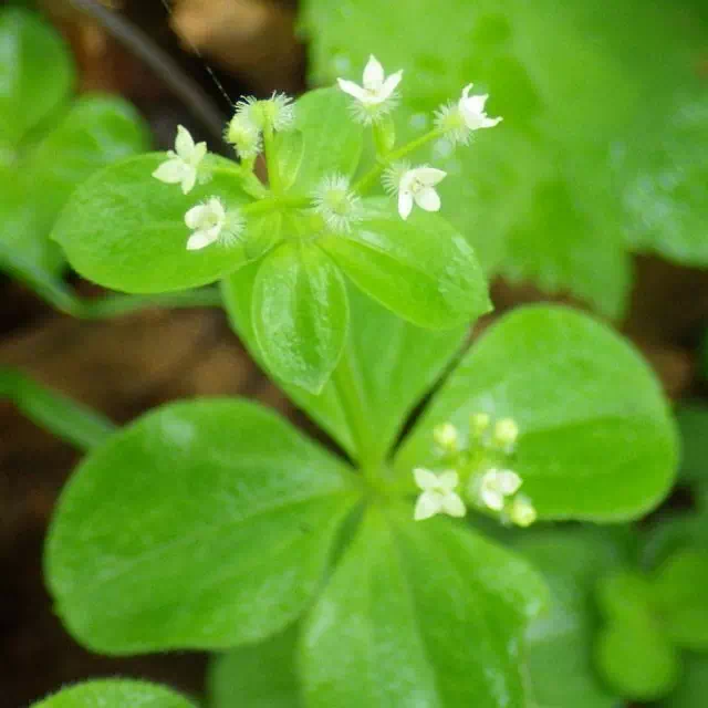 エゾノヨツバムグラ