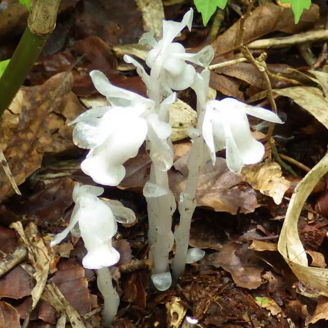 ギンリョウソウ