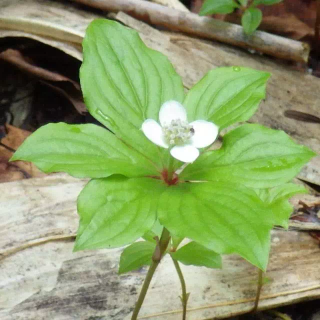 ゴゼンタチバナ