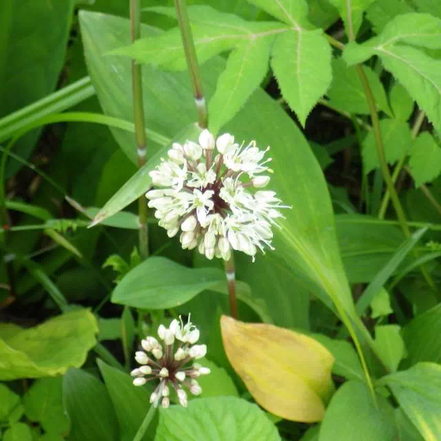 ギョウジャニンニク