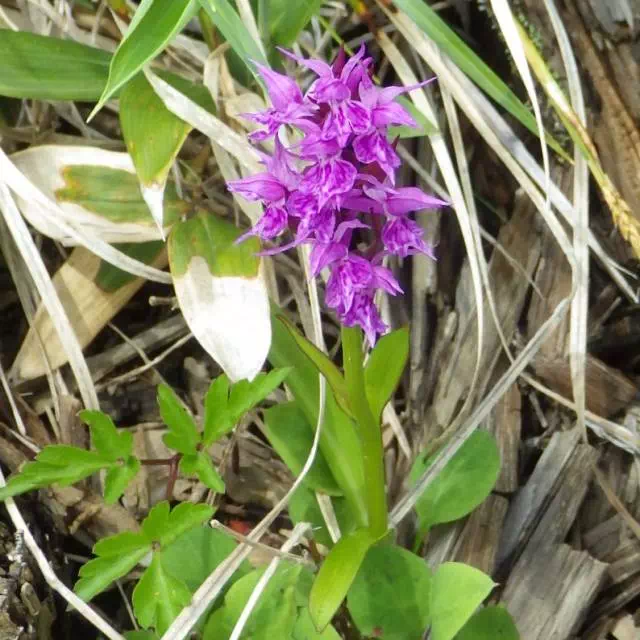 ハクサンチドリ