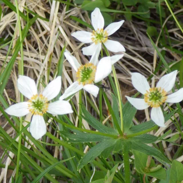 ハクサンイチゲ