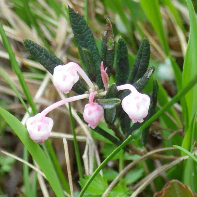 ヒメシャクナゲ