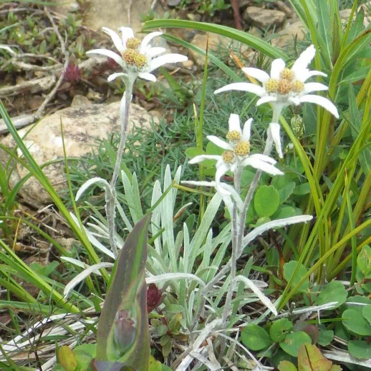 ホソバヒナウスユキソウ