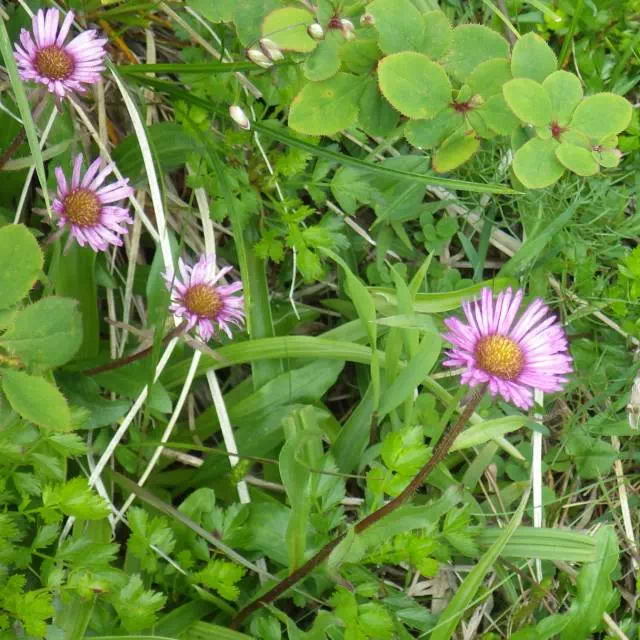 ジョウシュウアズマギク