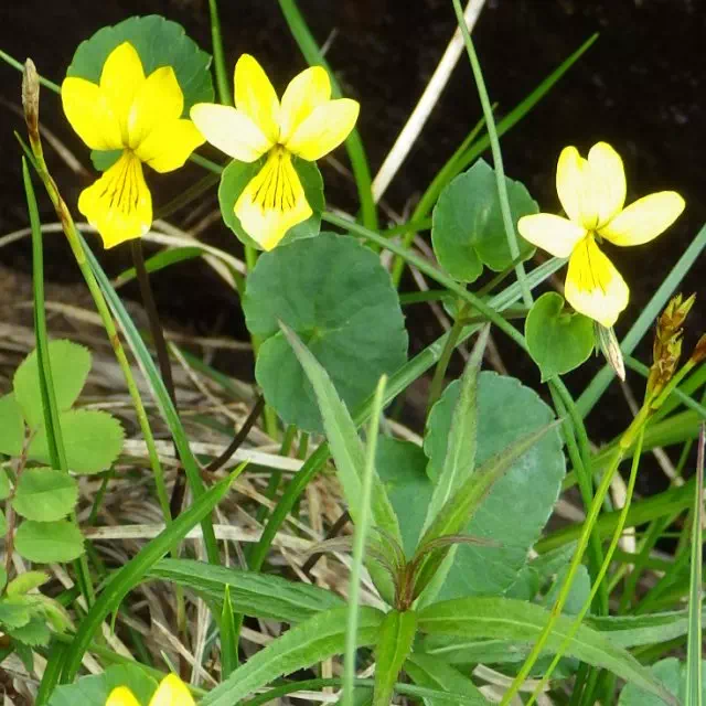 キバナノコマノツメ