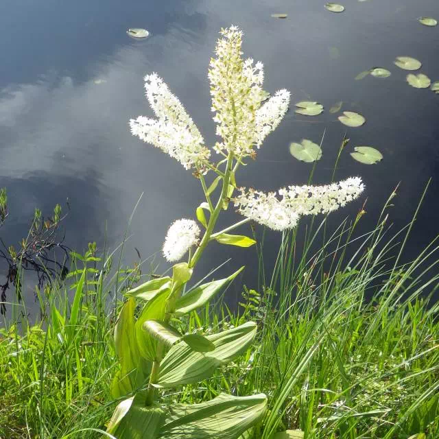 コバイケイソウ