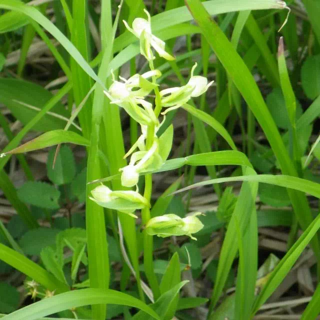 コバノトンボソウ