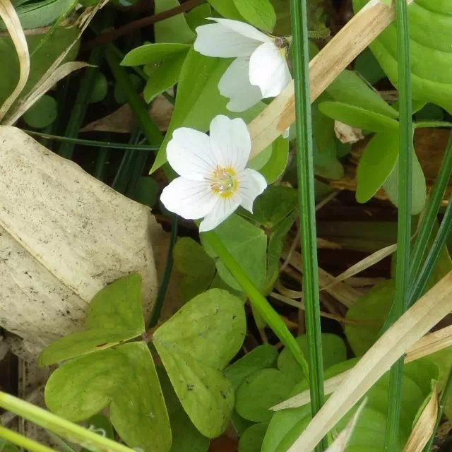 コミヤマカタバミ