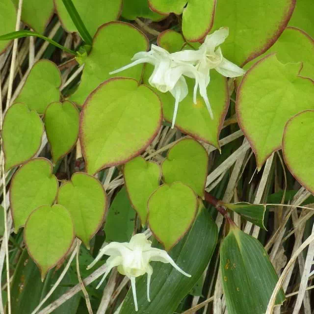 クモイイカリソウ