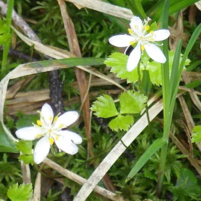 ミツバオウレン