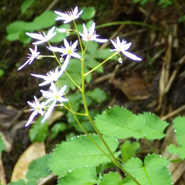 ミヤマダイモンジソウ