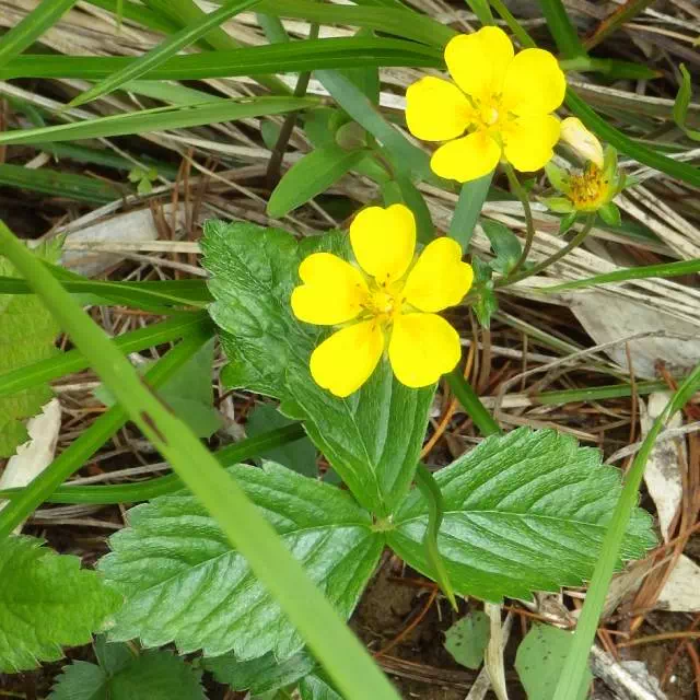 ミヤマキンバイ