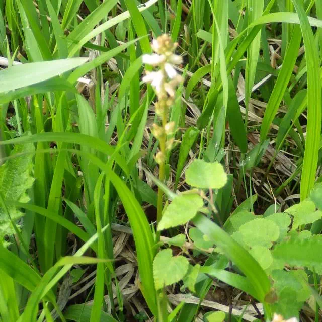 ネバリノギラン