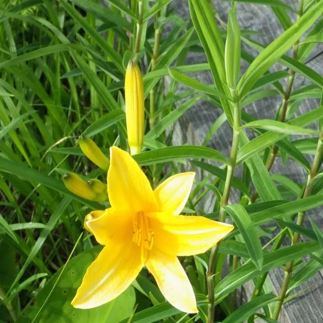 ニッコウキスゲ