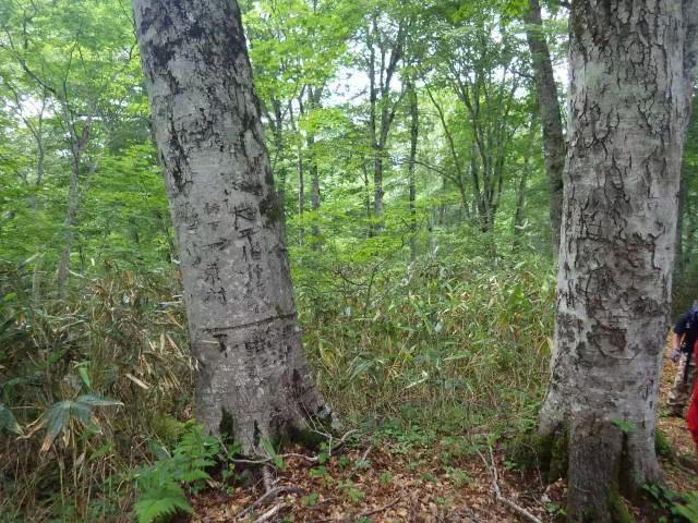 落書きブナ 落書きブナ