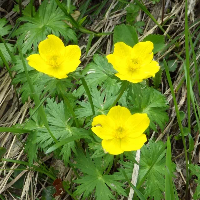 シナノキンバイ