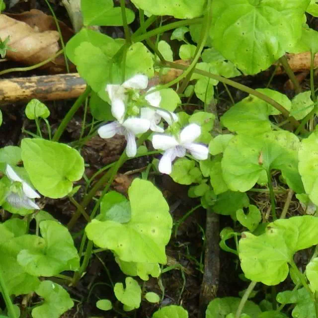 シロバナスミレサイシン