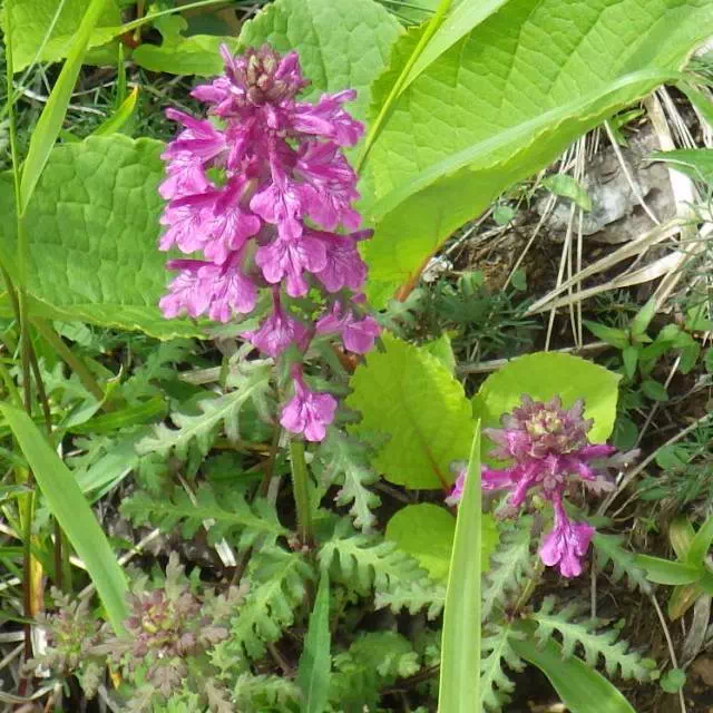 タカネシオガマ