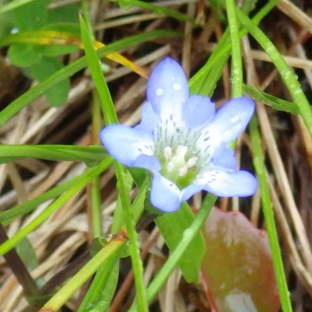 タテヤマリンドウ