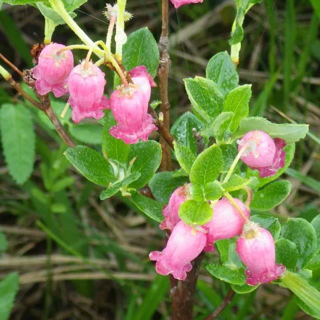 ウラジロヨウラク