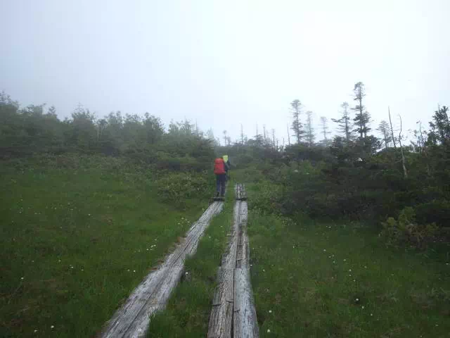 ワタスゲ咲く木道 ワタスゲ咲く木道