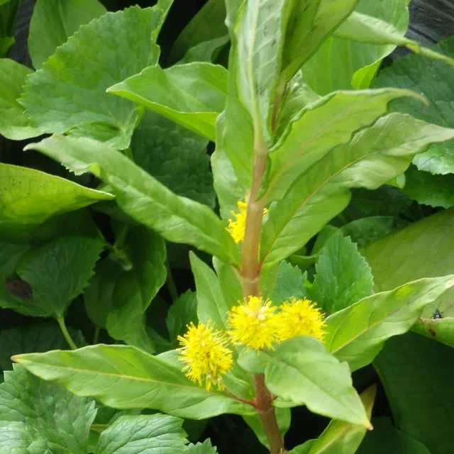 ヤナギトラノオ