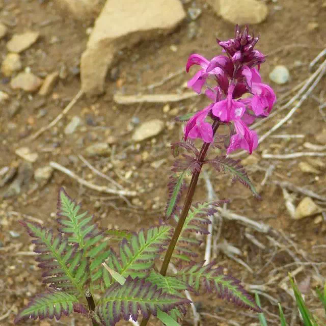 ヨツバシオガマ