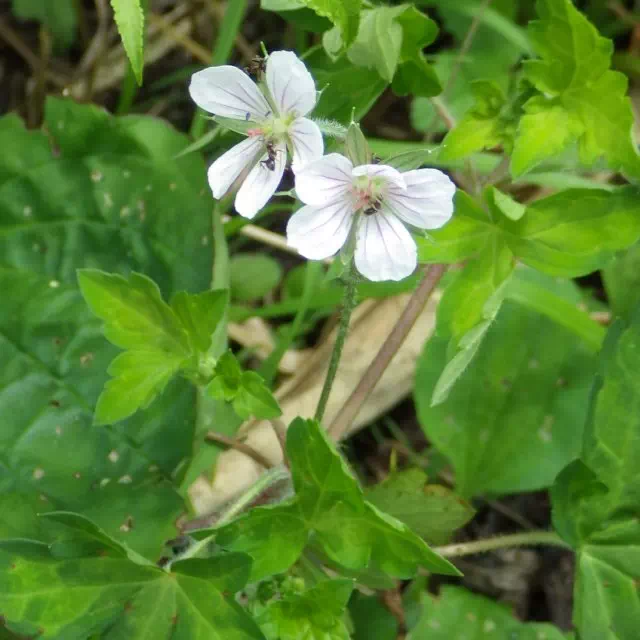 ゲンノショウコ