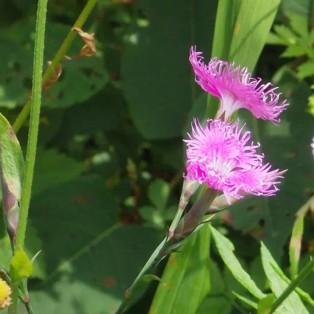 カワラナデシコ