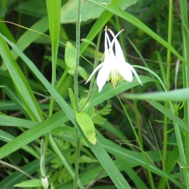 キバナノヤマオダマキ