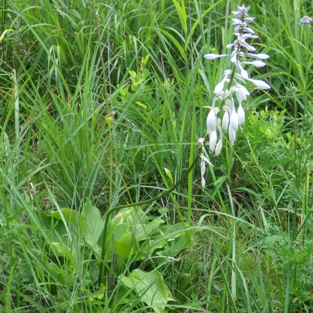 オオバギボウシ