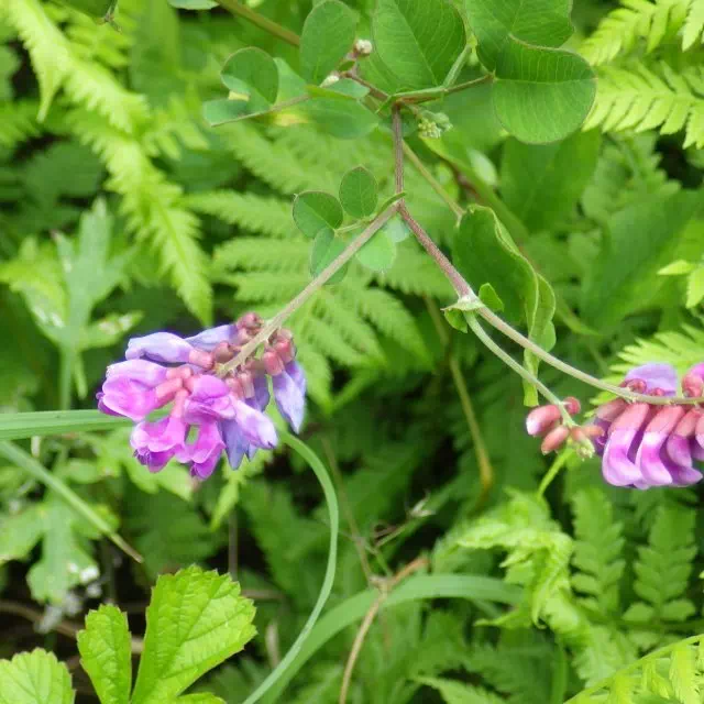 オオバクサフジ